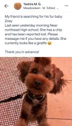 Lost Female Dog last seen 54th Ave n and 16th St N, St. Petersburg, FL 33703