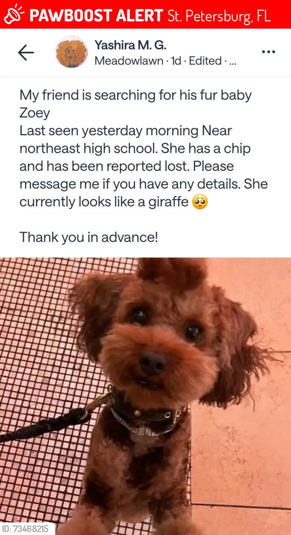Lost Female Dog last seen 54th Ave n and 16th St N, St. Petersburg, FL 33703