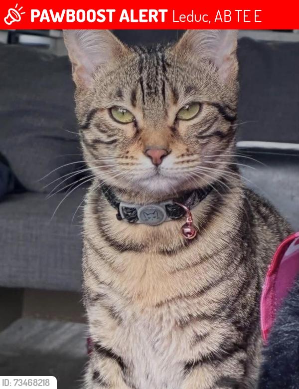 Lost Female Cat last seen Southfork, Leduc, AB T9E 0E6