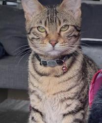 Lost Female Cat last seen Southfork, Leduc, AB T9E 0E6