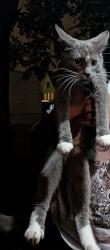 Found/Stray Male Cat last seen Near VUU and Lombardy Kroger, Richmond, VA 23220