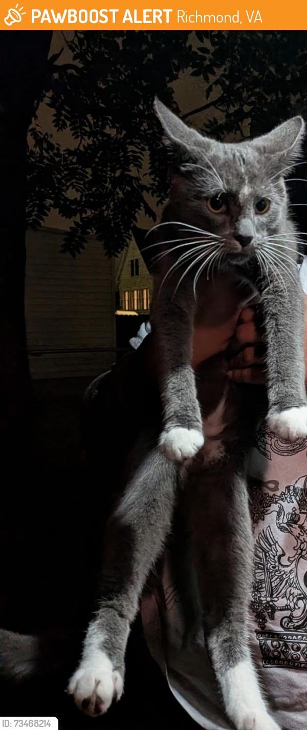 Found/Stray Male Cat last seen Near VUU and Lombardy Kroger, Richmond, VA 23220