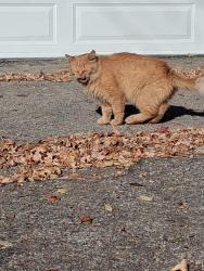 Reunited Male Cat last seen Near Talbot back lane, Winnipeg, MB R2L 0S4