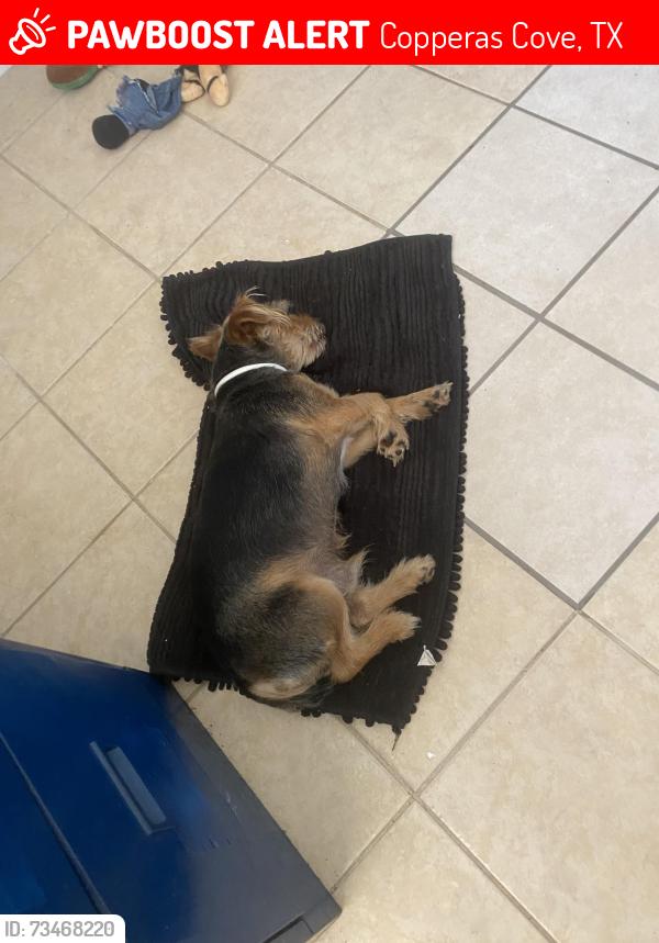 Lost Male Dog last seen South Park, Copperas Cove, TX 76522