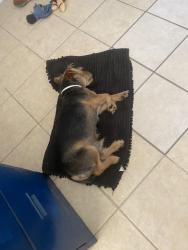 Lost Male Dog last seen South Park, Copperas Cove, TX 76522