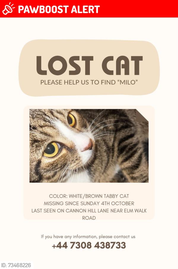 Lost Male Cat last seen Bus stops, Greater London, England SW20 9HQ