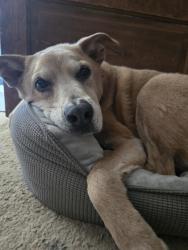 Lost Male Dog last seen Sitton Hill and Three Bridges, Easley, SC 29642
