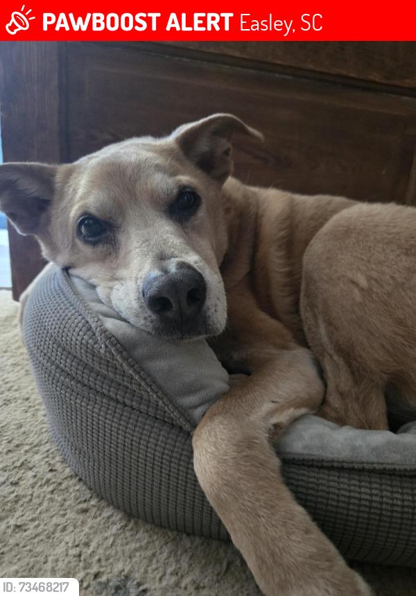 Lost Male Dog last seen Sitton Hill and Three Bridges, Easley, SC 29642