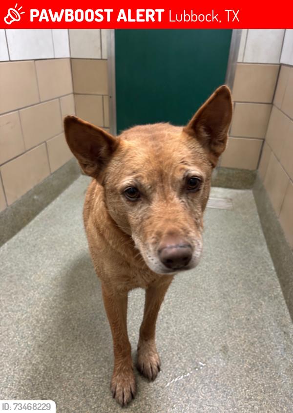Lost Female Dog last seen Antique mall, Lubbock, TX 79416