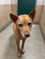 Lost Female Dog last seen Antique mall, Lubbock, TX 79416