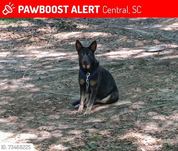 Lost Female Dog last seen Pleasant Hill Church, Central, SC 29630