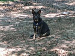 Lost Female Dog last seen Pleasant Hill Church, Central, SC 29630