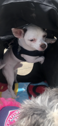 Lost Male Dog last seen Lake road and Magnolia, La Marque, TX 77568