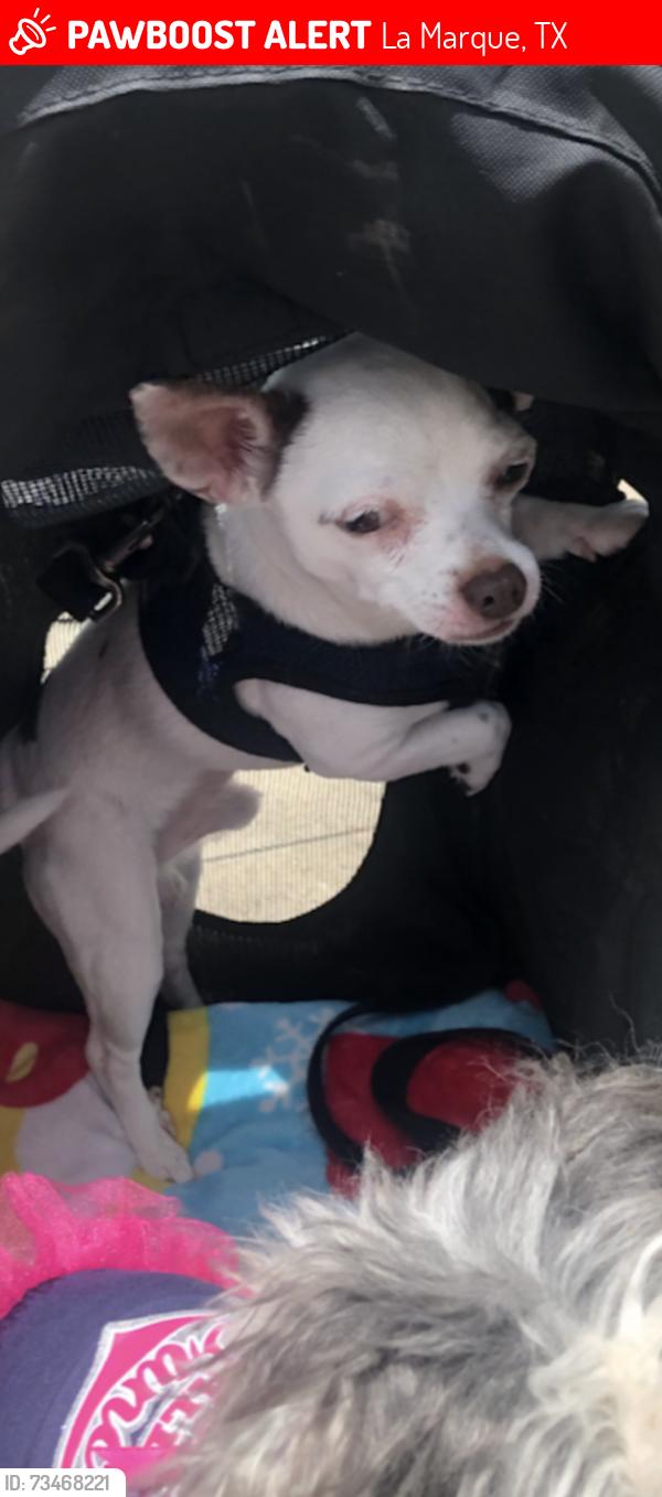 Lost Male Dog last seen Lake road and Magnolia, La Marque, TX 77568