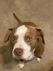 Lost Male Dog last seen BRAINERD ROAD, East Ridge, TN 37412