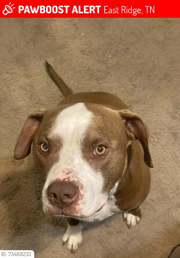 Lost Male Dog last seen BRAINERD ROAD, East Ridge, TN 37412