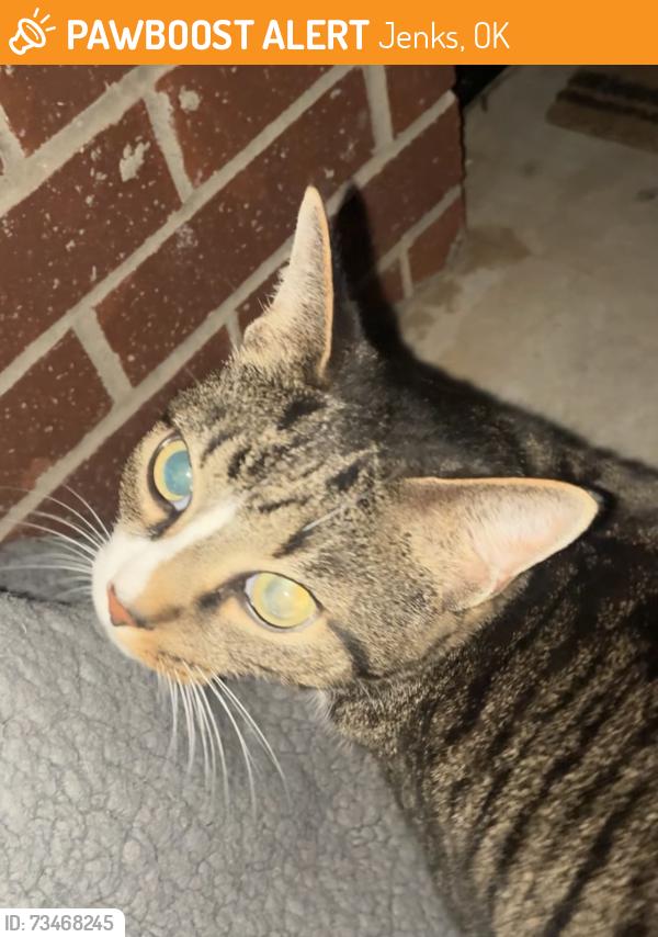 Found/Stray Female Cat last seen s elwood ave, Jenks, OK 74037