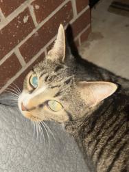 Found/Stray Female Cat last seen s elwood ave, Jenks, OK 74037