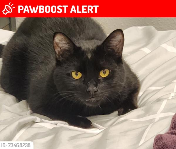 Lost Male Cat last seen Foxhall dr and Hawks Prairie rd, Thurston County, WA 98516