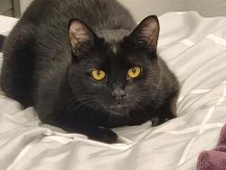 Lost Male Cat last seen Foxhall dr and Hawks Prairie rd, Thurston County, WA 98516