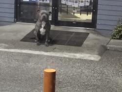 Found/Stray Unknown Dog last seen North hill Puyallup wa, Puyallup, WA 98372