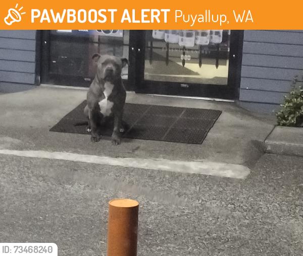 Found/Stray Unknown Dog last seen North hill Puyallup wa, Puyallup, WA 98372