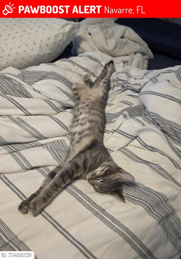 Lost Male Cat last seen Holley By the Sea, Navarre, FL 32566