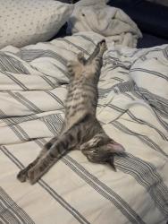 Lost Male Cat last seen Holley By the Sea, Navarre, FL 32566