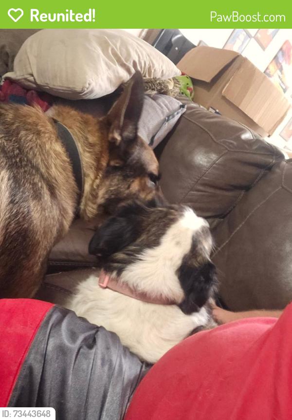 Reunited Female Dog last seen W 45th St, Jacksonville, FL 32209