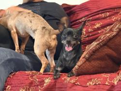 Lost Female Dog last seen Van ave/150th, San Leandro, CA 94578