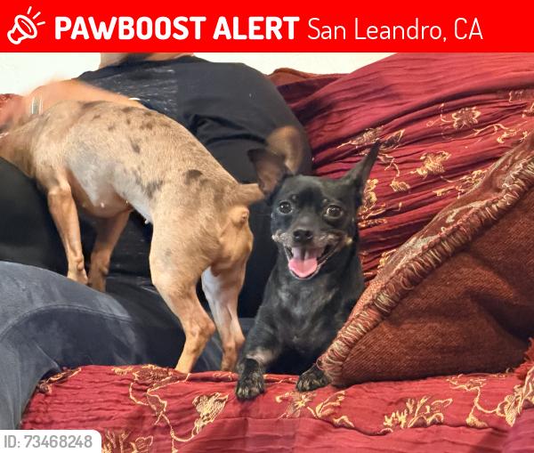 Lost Female Dog last seen Van ave/150th, San Leandro, CA 94578