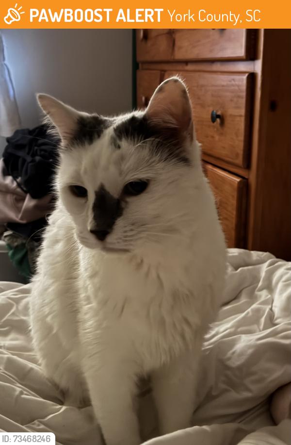 Found/Stray Female Cat last seen Eagle Heart and Reservation, York County, SC 29704