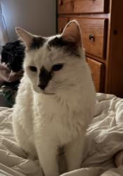 Found/Stray Female Cat last seen Eagle Heart and Reservation, York County, SC 29704