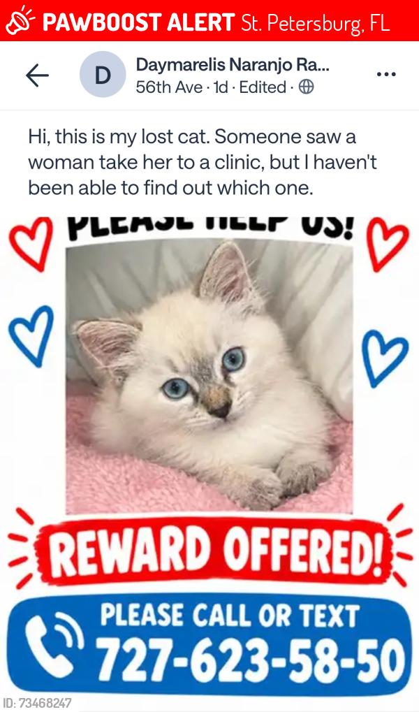 Lost Female Cat last seen 25th St N and 52nd Ave N, St. Petersburg, FL 33709