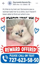 Lost Female Cat last seen 25th St N and 52nd Ave N, St. Petersburg, FL 33709