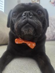 Reunited Male Dog last seen Lado De La Loma, Vista, CA 92083