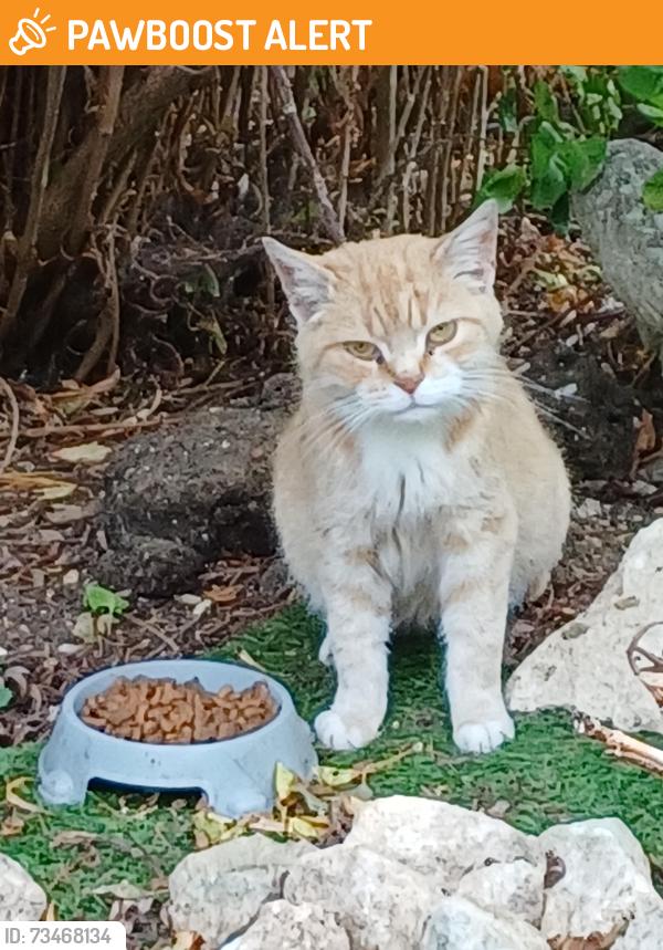 Found/Stray Unknown Cat last seen Between tetsworth village and Milton common, Tetsworth, England OX9 7AZ