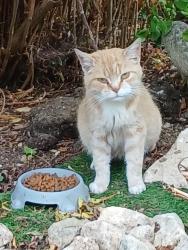Found/Stray Unknown Cat last seen Between tetsworth village and Milton common, Tetsworth, England OX9 7AZ