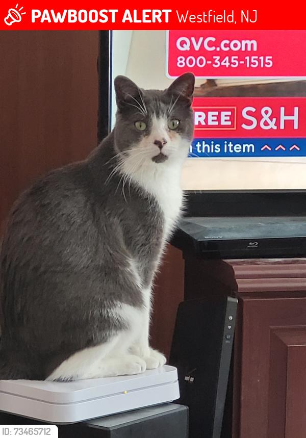 Lost Male Cat last seen Westfield Broad St and Roosevelt St, Westfield, NJ 07090
