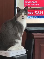 Lost Male Cat last seen Westfield Broad St and Roosevelt St, Westfield, NJ 07090