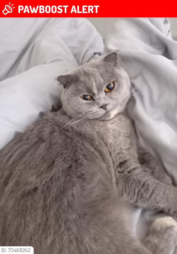 Lost Female Cat last seen Near Norton Crescent, West Midlands, England B9 5TY