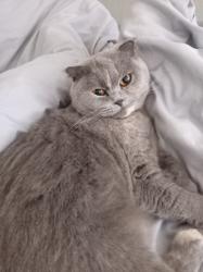 Lost Female Cat last seen Near Norton Crescent, West Midlands, England B9 5TY