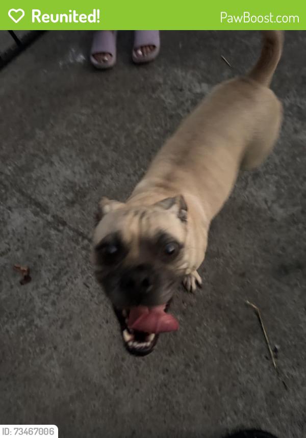 Reunited Female Dog last seen 168th Ave, Ashland, CA 94578, USA, Ashland, CA 94578