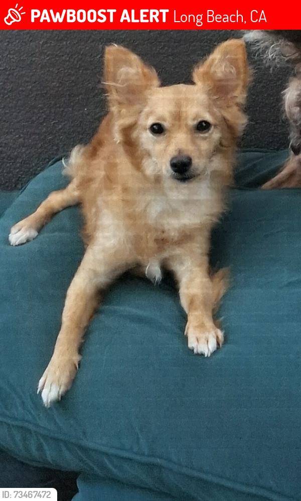 Lost Female Dog last seen Wilson high-school, Long Beach, CA 90804