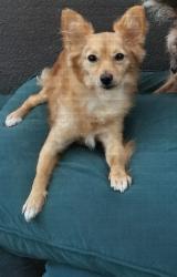 Lost Female Dog last seen Wilson high-school, Long Beach, CA 90804