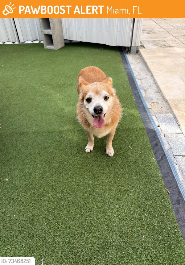Found/Stray Female Dog last seen 82nd Ave Miami, Miami, FL 33155
