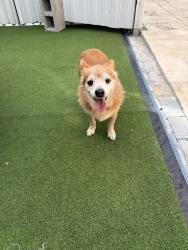 Found/Stray Female Dog last seen 82nd Ave Miami, Miami, FL 33155