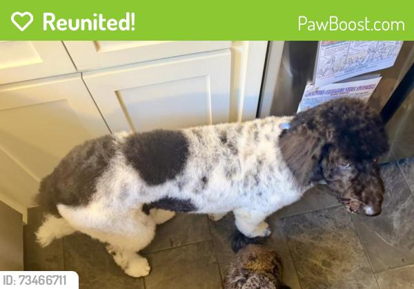Reunited Female Dog last seen Beverly Dr. And cypress north Houston, Houston, TX 77065