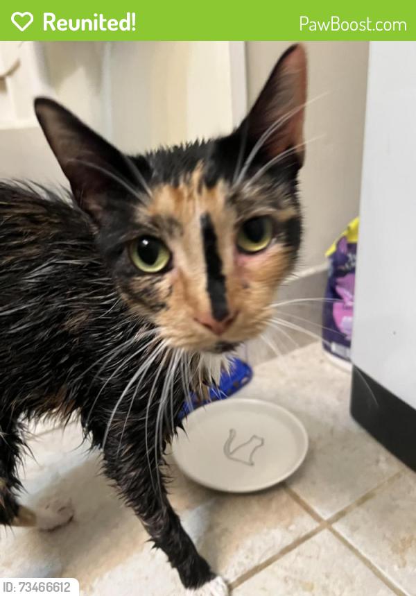 Reunited Female Cat last seen Royal oaks apmts near trails, South Brunswick Township, NJ 08902