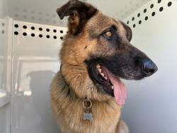 Shelter Stray Male Dog last seen , 957 N Gaffey St, San Pedro, CA 90731, USA